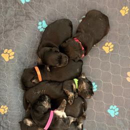 Cesky Terrier puppies from Johnwicki Ceskys