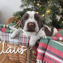 Claus - Liver white and roan male English Springer Spaniel puppy in Barnstead, New Hampshire from C & S Farms