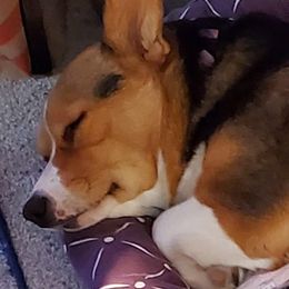 Pembroke Welsh Corgis from Sassafras