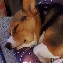 Pembroke Welsh Corgis from Sassafras