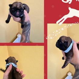 Cupid - Fawn male Pug puppy in Winter Haven, Florida from The Pugarazzi
