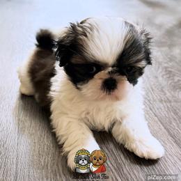 Skip - Tricolor male Shih Tzu puppy in Walkertown, North Carolina from Lil’ Bit’s Shih Tzu