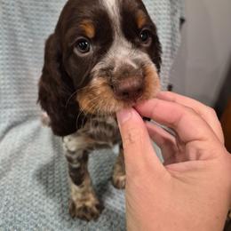 Brown - Tri-Roan male English Springer Spaniel puppy in South Williamsport, Pennsylvania from Hoppin Honey Homestead