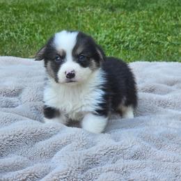 No Collar Male - Black and tan male Pembroke Welsh Corgi puppy in Tenino, Washington from LoneStar Corgis NW