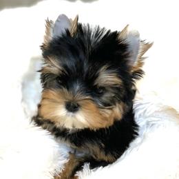 Yorkshire Terrier Puppies from Jennipher Caso