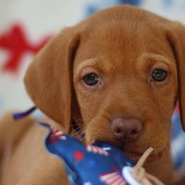 Valor - Golden rust male Vizsla puppy in Bloomington, Indiana from Envizion