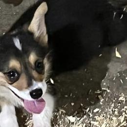 Pembroke Welsh Corgis from HLZ Pembroke Welsh Corgi's