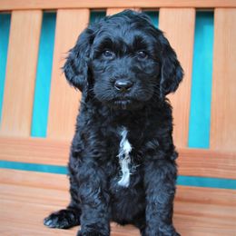 Goldendoodle Puppies from Warren Doodles