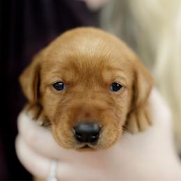 Maeve - Yellow female Labrador Retriever puppy in Allons, Tennessee from UC Labradors LLC