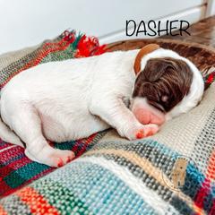 Labradoodle and Poodle Puppies from Lake City Poodles & Doodles