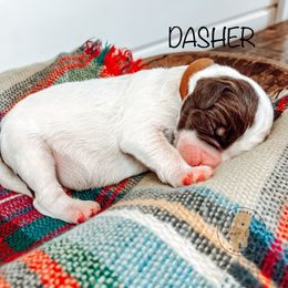 Labradoodle and Poodle Puppies from Lake City Poodles & Doodles