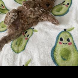 Cockapoo Puppies from Taryn Smith