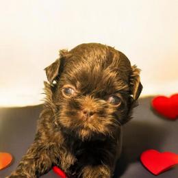 Jolene - Chocolate female Shih Tzu puppy in Claxton, Georgia from Small Pawz Shih tzu