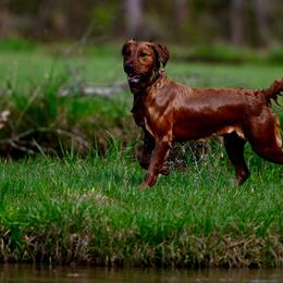 Golden Retriever Puppies from True Grit Golden Retrievers