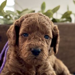 Lilac - Poodle puppy from Great Doodles & Poodles