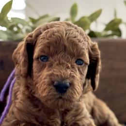 Lilac - Poodle puppy from Great Doodles & Poodles