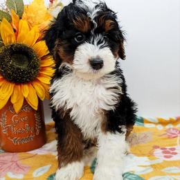 Bandit - Tri-color male Bernedoodle puppy in Granton, Wisconsin from Rose River Farms