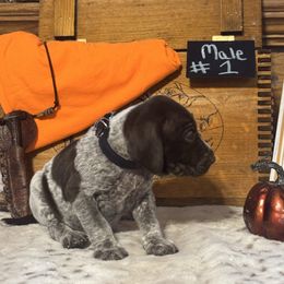 Male 3 - Liver roan male German Shorthaired Pointer puppy in Kathleen, Florida from Alex Yates GSP's