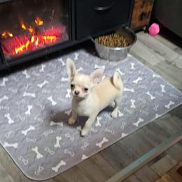 The Muffin Man - Cream male Chihuahua puppy in Ligonier, Indiana from Country Charm Chihuahuas