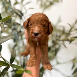 Woody - Red male Australian Labradoodle puppy in Palmdale, California from Pixie Doodle Paws