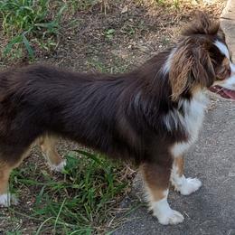 Toy Australian Shepherd puppies from GAMALA Farm & Kennels