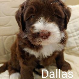Australian Labradoodle Puppies from Lavender Fields Australian Labradoodles