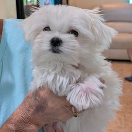 Boy 2 - White male Maltese puppy in Spring Hill, Florida from Cher Chien Maltese