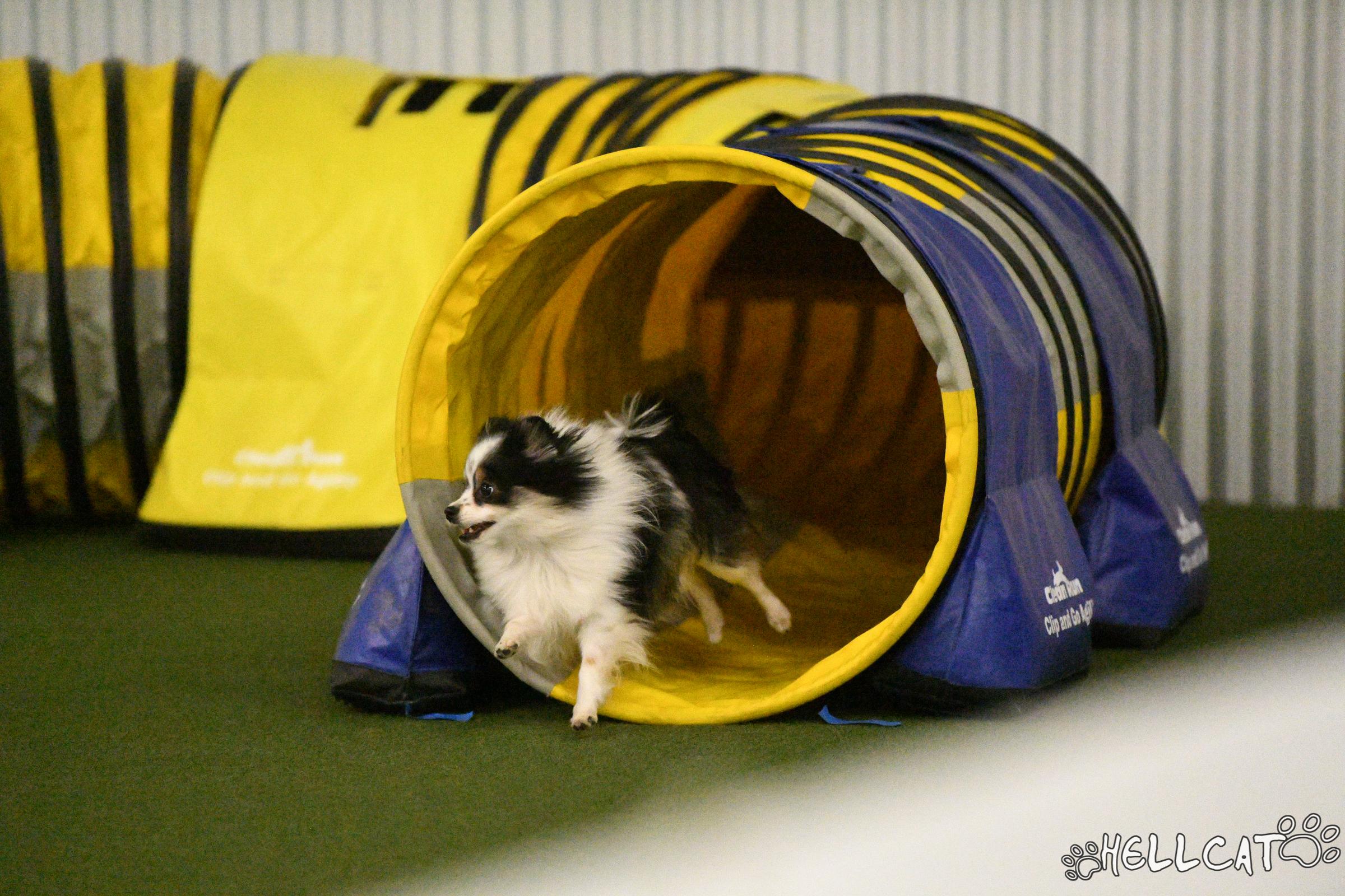 Back Rise Pom River Rise Poms in Virginia | Pomeranian puppies | Good Dog