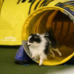 Pomeranians from River Rise Poms