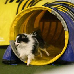 Pomeranians from River Rise Poms