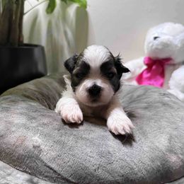 Shih Tzu puppies from TACG