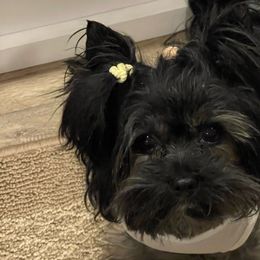 Alex - Yorkshire Terrier