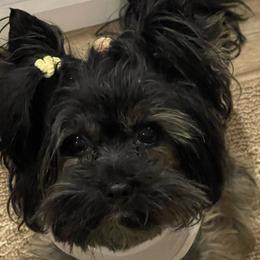 Alex - Yorkshire Terrier