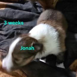 Jonah - Sable & white male Toy Shetland Sheepdog puppy in Houston, Texas from LaLa's Lilliputian Lassies