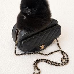 Teacup Rasberry - Black female Pomeranian puppy in Sacramento, California from Carousel Poodles & Pomeranians