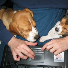 Beagle Puppies from Alpenglow Beagles