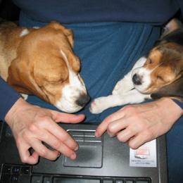 Beagle Puppies from Alpenglow Beagles