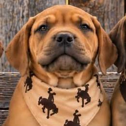 Slinky Dog - Brown male Boerboel puppy in Laramie, Wyoming from Standing Stone Boerboels