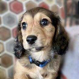 Pecan - Cream male Dachshund puppy in Chehalis, Texas from Devoted Doxies - DLL