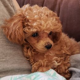 Maltese and Poodle Puppies from Marlees Puppies 1