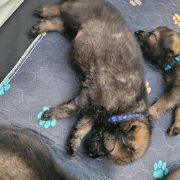 Yoshi (Purple female) - Sable female German Shepherd puppy in Winchester, Kentucky from Del Lago Canine