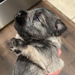 Oliver - Salt and pepper male Miniature Schnauzer puppy in Interlachen, Florida from Pam's Schnauzers