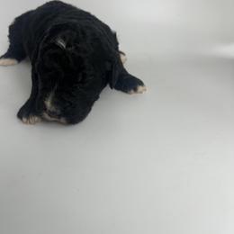 Blue Boy - Bernedoodle puppy in Wexford County, Michigan from Blissful Bernedoodles