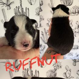Ruffnut - Black and white female Border Collie puppy in Sanger, California from Flying M Cactus Ranch Buddies