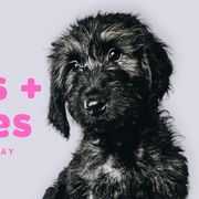 "Georgina" - Phantom Double Doodle puppy in Everett, Washington from Big Top Doodles
