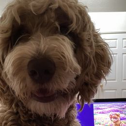 Coco - Goldendoodle