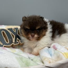Hermione - Chocolate parti female Pomeranian puppy in Newark, Ohio from Keeperofstars Pomeranians