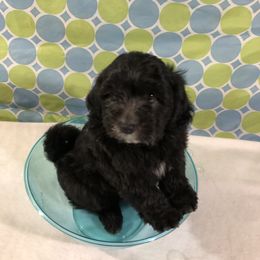 Havanese Puppies from Furever Fluffball Friends