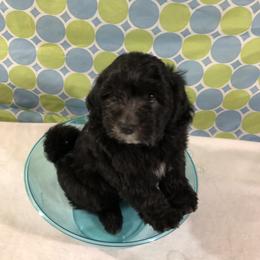 Havanese Puppies from Furever Fluffball Friends