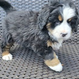 Bernese Mountain Dogs from Bravura Bernese Mountain Dog
